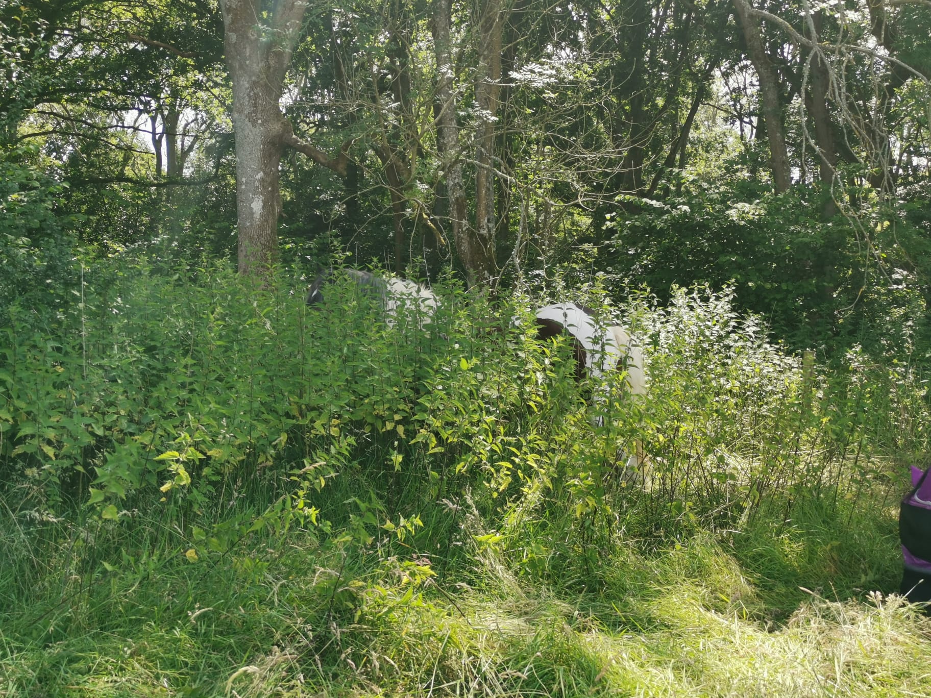 jack in the nettles